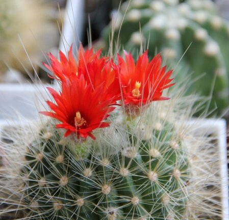 Parodia penicillata v  nivosa Sob