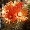 Parodia penicillata v. nivosa