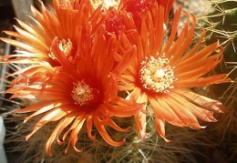 Parodia penicillata v. nivosa
