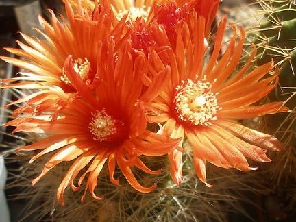 Parodia penicillata v. nivosa