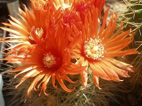 Parodia penicillata v. nivosa