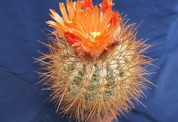 Parodia rauschii DA  FG