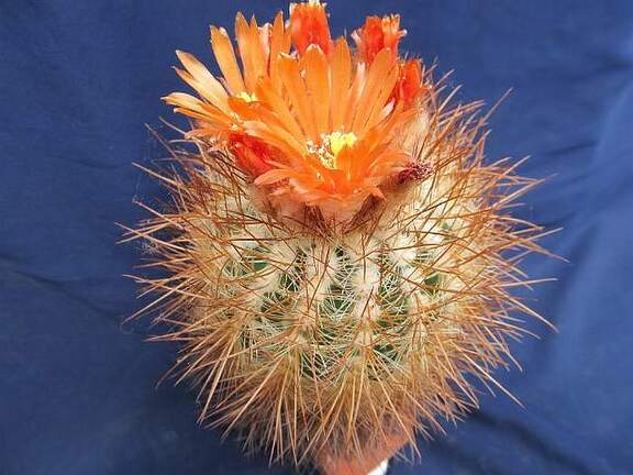 Parodia rauschii DA  FG