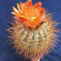 Parodia rauschii DA  FG