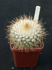 Parodia rozendeana