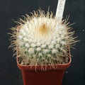 Parodia rozendeana