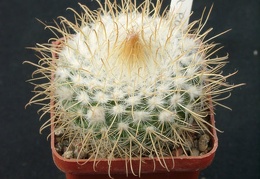 Parodia rozendeana