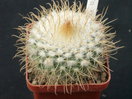 Parodia rozendeana