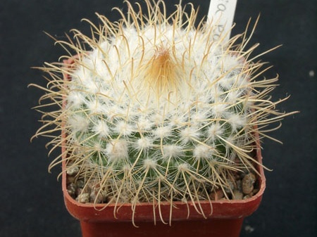 Parodia rozendeana