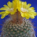 Parodia rubricentra Lira