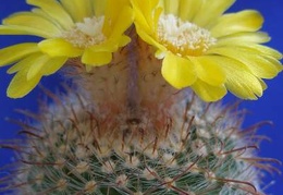Parodia rubricentra Lira