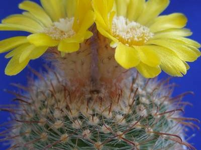 Parodia rubricentra Lira