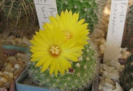 Parodia saint-pieana FG Galin