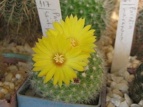 Parodia saint-pieana FG Galin