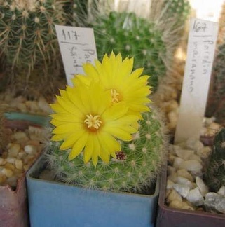 Parodia saint-pieana FG Galin