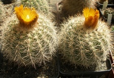 Parodia sp.