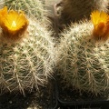 Parodia sp.