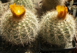 Parodia sp.
