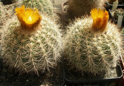 Parodia sp.