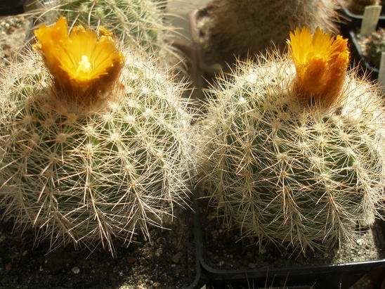 Parodia sp.