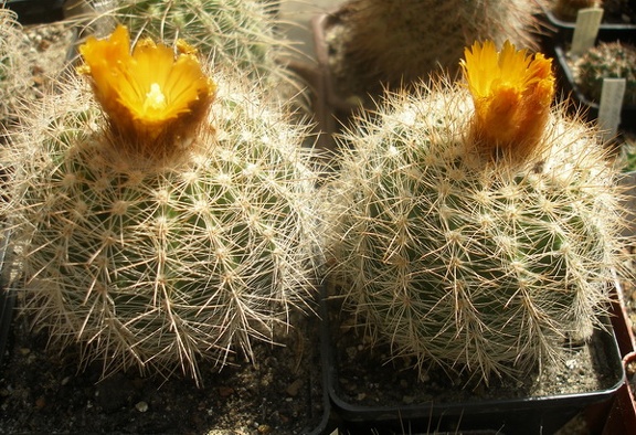Parodia sp.