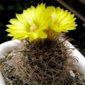 Parodia sanagasta