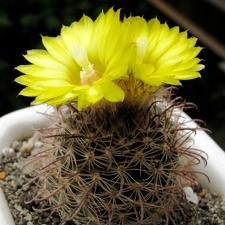 Parodia sanagasta