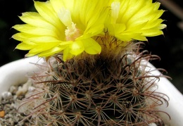 Parodia sanagasta