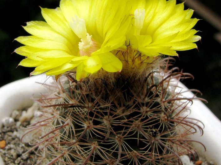 Parodia sanagasta