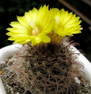 Parodia sanagasta