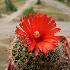 Parodia sanguiniflora