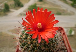 Parodia sanguiniflora