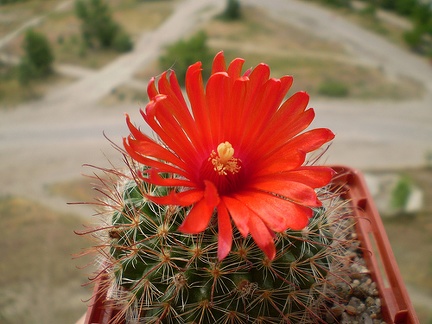 Parodia sanguiniflora
