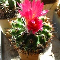 Parodia subterranea