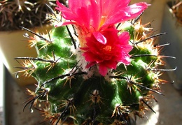 Parodia subterranea