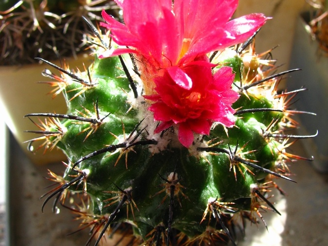 Parodia subterranea