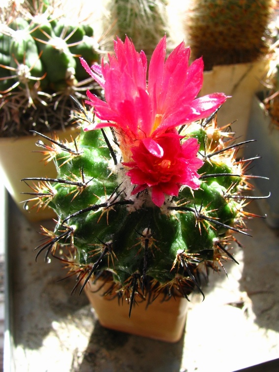 Parodia subterranea