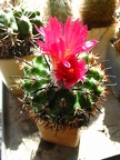 Parodia subterranea