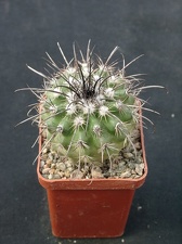Parodia suprema