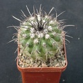 Parodia suprema