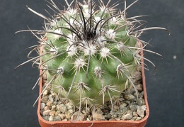 Parodia suprema