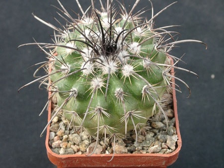 Parodia suprema
