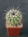 Parodia suprema