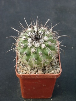 Parodia suprema