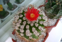 Parodia suprema -01