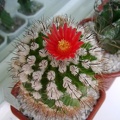 Parodia suprema -01
