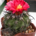 Parodia suprema DP