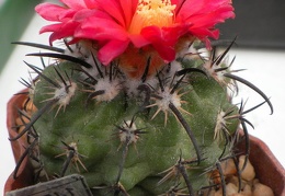 Parodia suprema DP