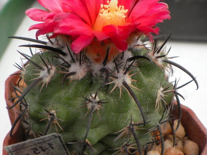 Parodia suprema DP