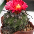 Parodia suprema DP